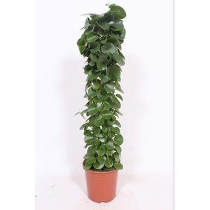 Cissus rotundifolia