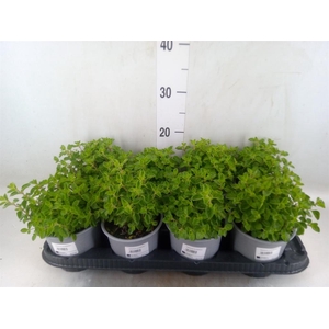 Origanum vulgare