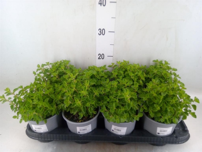 <h4>Origanum vulgare</h4>