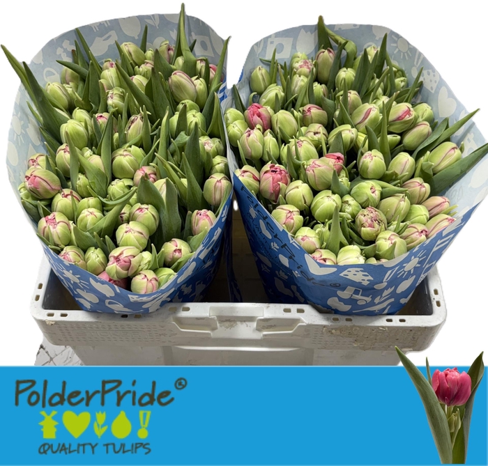 <h4>TU DU ETCHED SALMON</h4>