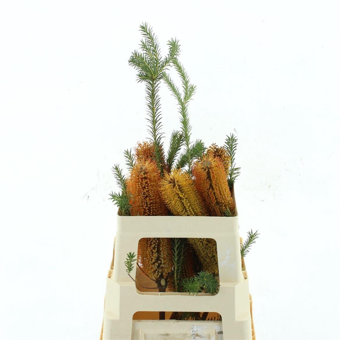 Banksia Ericifolia