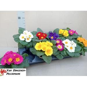 PRIM ACAULIS GEMENGD