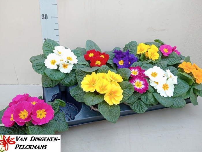 <h4>PRIM ACAULIS GEMENGD</h4>