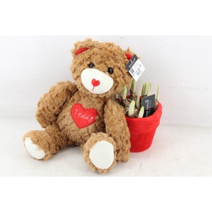 arr4 Narcis RN - Sweet Teddy