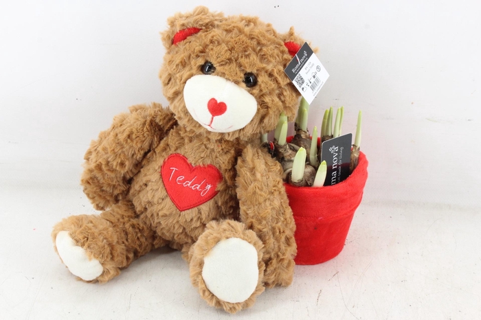 <h4>arr4 Narcis RN - Sweet Teddy</h4>