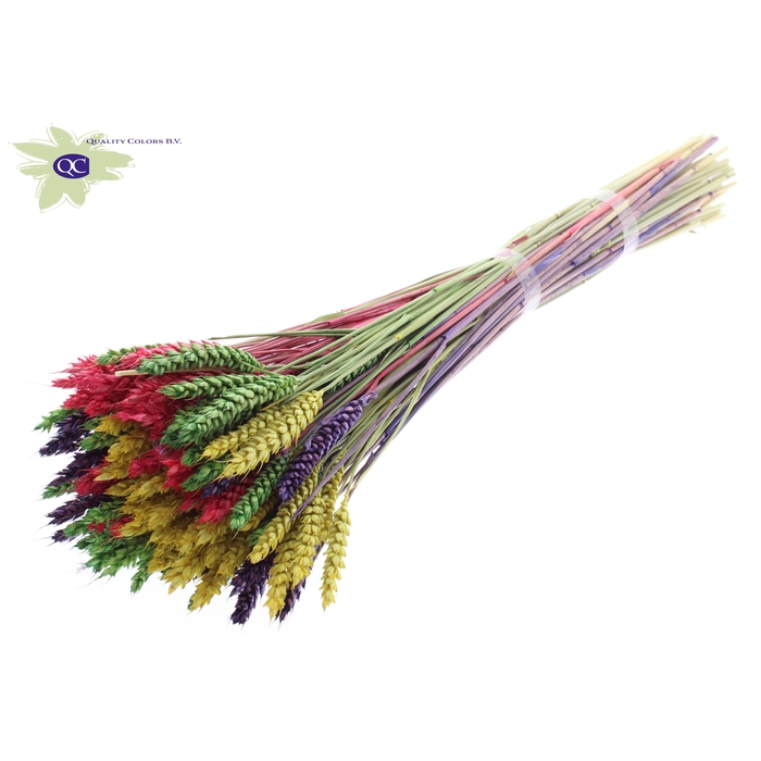 <h4>Triticum per bunch colourful 2</h4>