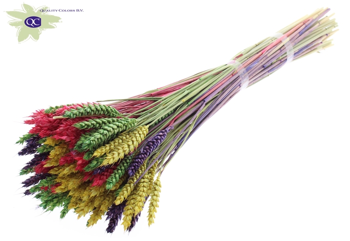 Triticum per bunch colourful 2