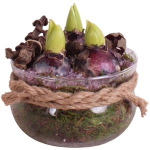 Bulbs Winter Arr. Hyacint Glass Bowl with Rope Ø16cm 3PP