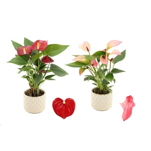Anthurium 6 cm 2 color mix in Diamond Pearl Travertine ceramics
