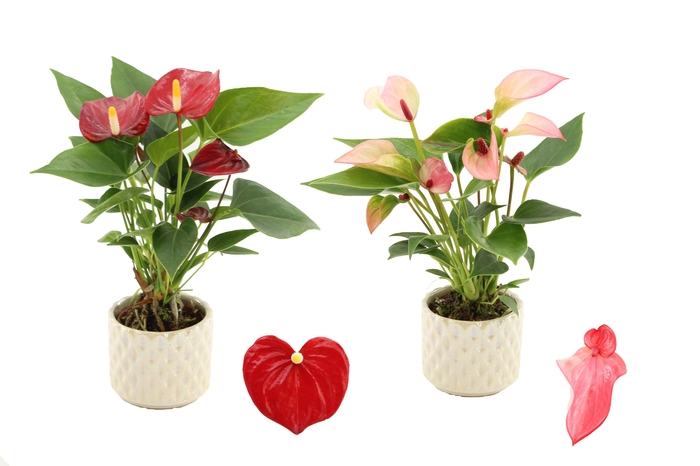 <h4>Anthurium 6 cm 2 color mix in Diamond Pearl Travertine ceramics</h4>