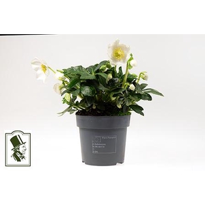 HELLEBORUS NIGER p14