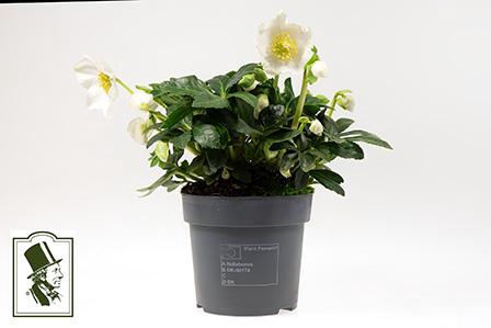 <h4>HELLEBORUS NIGER p14</h4>