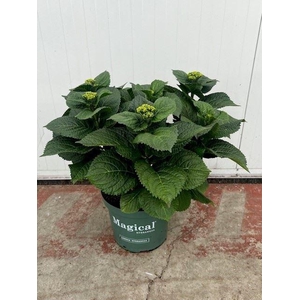 Hydrangea mac.   ...mix