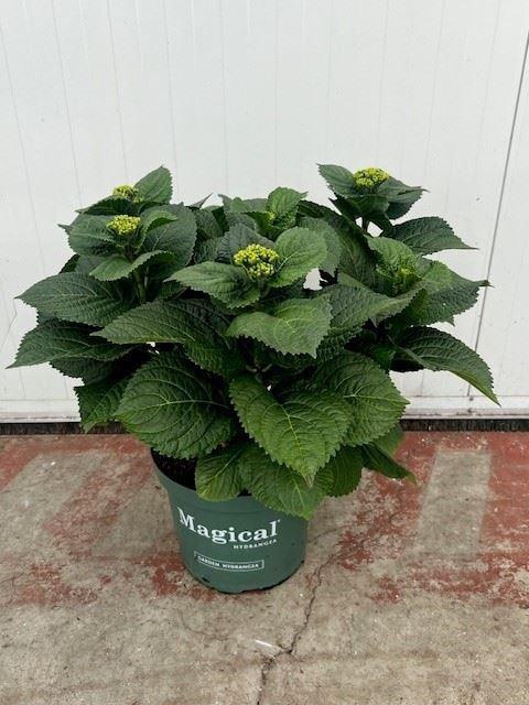 <h4>Hydrangea mac.   ...mix</h4>