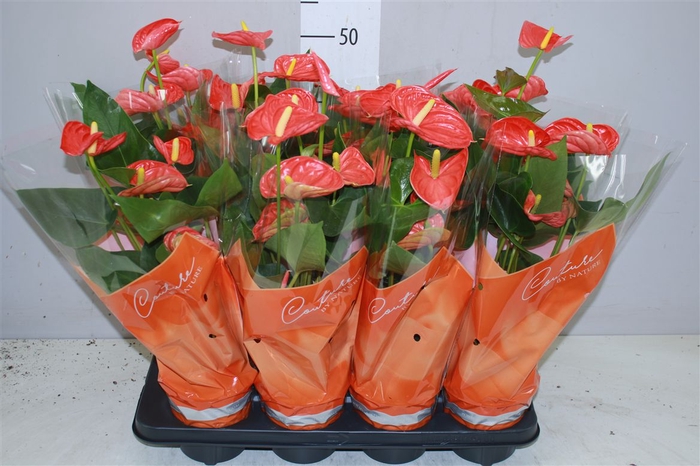 <h4>Anth An Sierra Orange</h4>