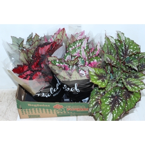 BEGONIA BELEAF P15 PO
