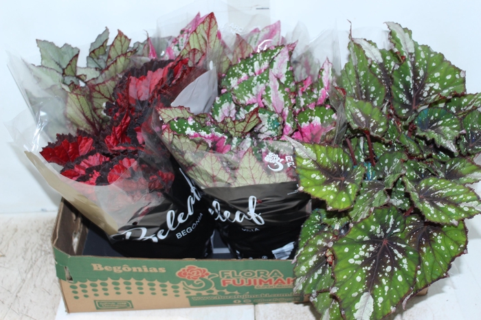 <h4>BEGONIA BELEAF P15 PO</h4>