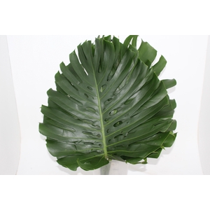 FOLH MONSTERA DELIC. 050 CM