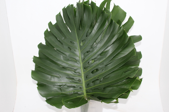 <h4>FOLH MONSTERA DELIC. 050 CM</h4>