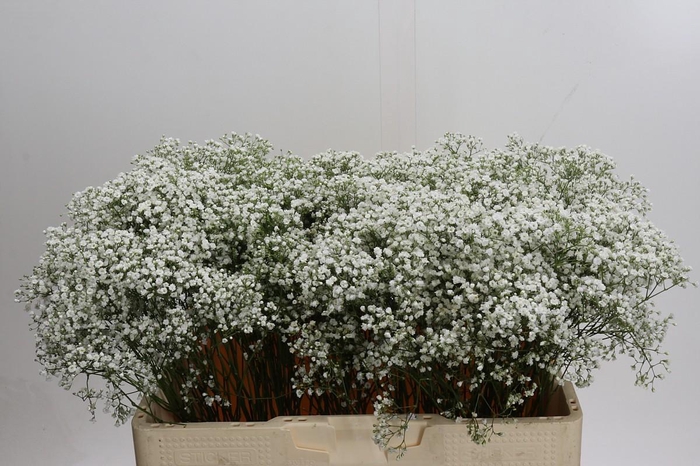 <h4>Gyps Zinzi Tyree</h4>