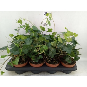 Hedera hibernica