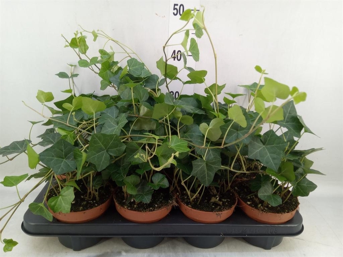 <h4>Hedera hibernica</h4>