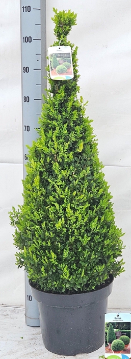 <h4>BUXU SE PYRAMIDALIS</h4>