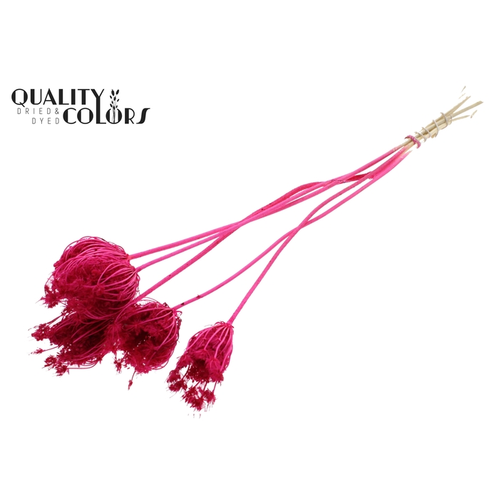 <h4>Ammi Majus 4-6cm 5pc/bunch Bleached Cerise</h4>