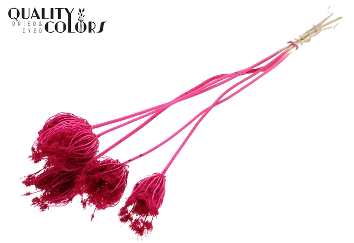 <h4>Ammi Majus 4-6cm 5pc/bunch Bleached Cerise</h4>