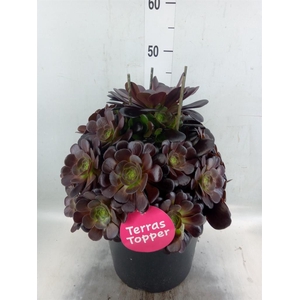 Aeonium arboreum 'Velours'
