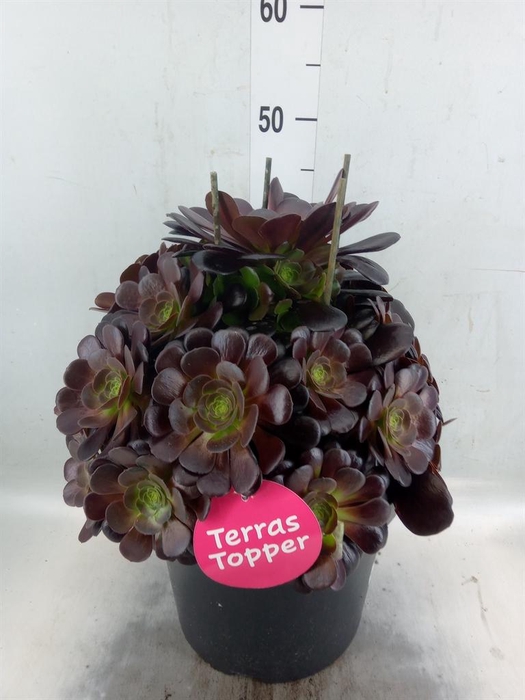 <h4>Aeonium arboreum 'Velours'</h4>