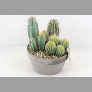 arr3 UB - Ker. grijs schaal x3 cactus