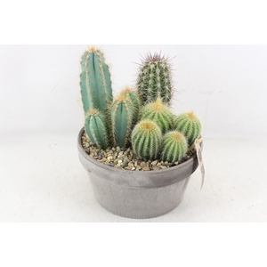 arr3 UB - Ker. grijs schaal x3 cactus