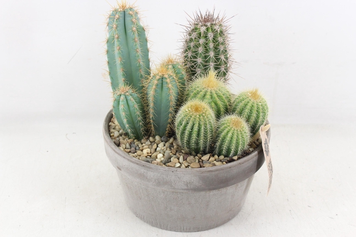 <h4>arr3 UB - Ker. grijs schaal x3 cactus</h4>