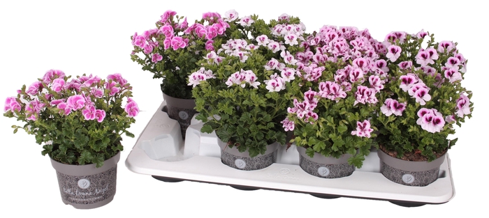 <h4>Pelg. BD Angel mix tray 12cm</h4>