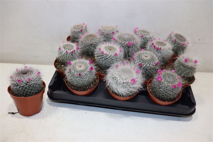 <h4>Cactus Bloeiend</h4>