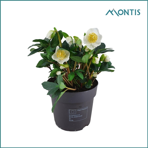 <h4>Helleborus Christmas Carol 15 cm Medium</h4>