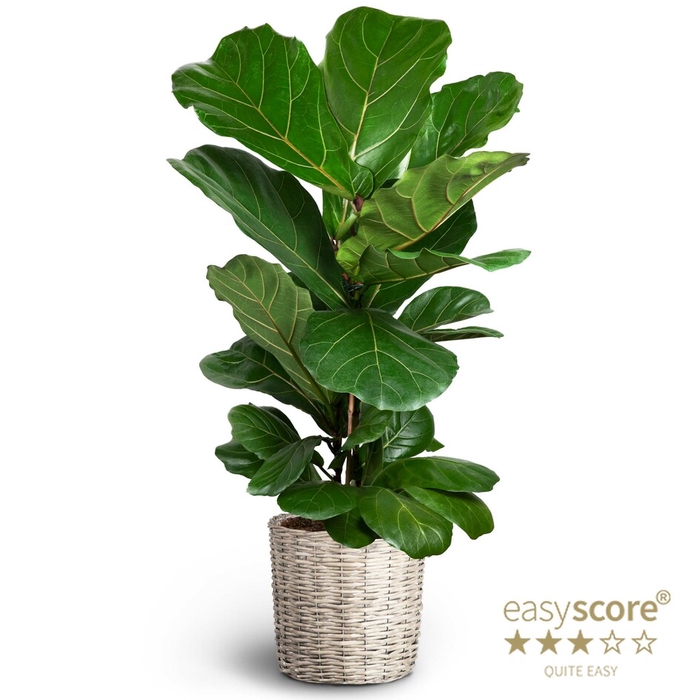 <h4>FICUS LYRATA P26 BASKET</h4>