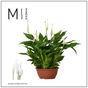Mimesis Spathiphyllum Chopin - 17 cm Schaal