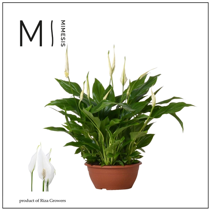 <h4>Mimesis Spathiphyllum Chopin - 17 cm Schaal</h4>