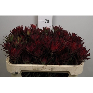 Leucadendron Blush Spray