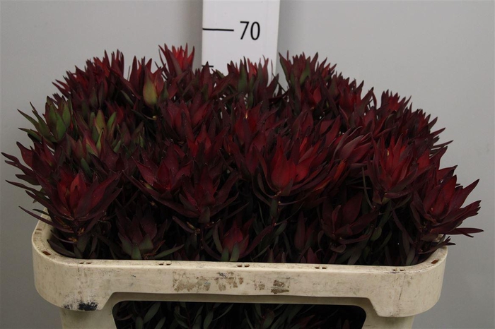 <h4>Leucadendron Blush Spray</h4>