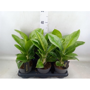 Aglaonema  'Lemon Mint'