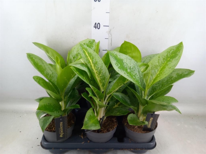 <h4>Aglaonema  'Lemon Mint'</h4>