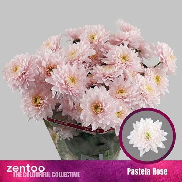 <h4>CHR T PASTELA ROSE</h4>