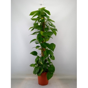 Epipremnum pinn.   ...moss stick