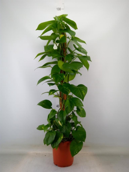 <h4>Epipremnum pinn.   ...moss stick</h4>