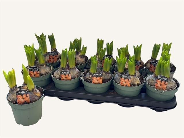 <h4>HYACIN GIPSY QUEEN</h4>