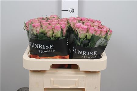 <h4>R Gr Flirt</h4>