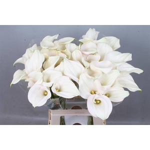 Calla Captain Ventura Kallaland